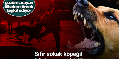 Sokak köpeklerine ilişkin tartışmalar, gözleri Hollanda modeline çeviriyor