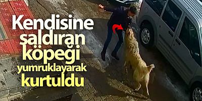 SON DAKİK Kendisine saldıran köpeği yumruklayarak kurtuldu