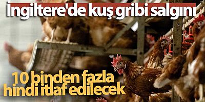 SON DAKİKA İngiltere'de kuş gribi salgını: 10 binden fazla hindi itlaf edilecek