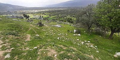 SON GELİŞME AKP'li belediye TOKİ'ye yer açmak için 200 zeytin ağacını söktü