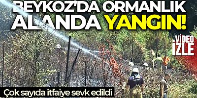 SON GELİŞME Beykoz'da ormanlık alanda yangın!