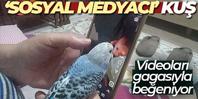 Sosyal medya müdavimi muhabbet kuşu