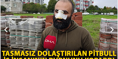 Tasmasız dolaştırılan pitbull, iş insanının burnunu kopardı
