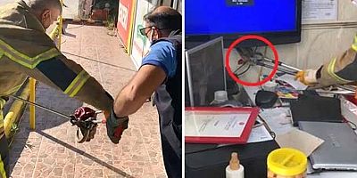 Televizyonun arkasındaki gölgeye eğildiler, 2 metrelik yılanla göz göze geldiler