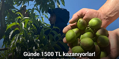 Tonlarca meyveyi koparıp günde 1500 lira kazanıyorlar