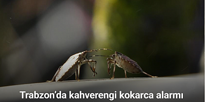 Trabzon’da kahverengi kokarca alarmı