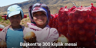 Türkiye’nin soğan ihtiyacını karşılayan tarlalar kırmızıya büründü: Başkent’te 300 kişilik mesai başladı