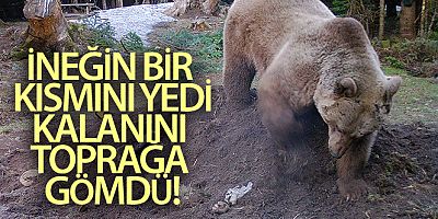 Uludağ'da çiftçinin ölen ineği ayılara verildi