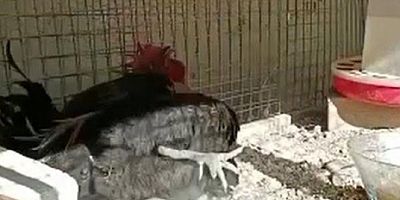 Ünü dünyaya yayılan ‘Bayılan horoz' İngiltere'den davet aldı