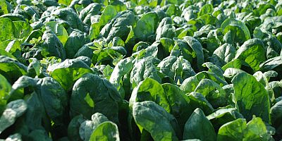 Üretici ve işçileri zehirli ıspanak iddiaları vurdu: 'Haller ıspanak almıyor'