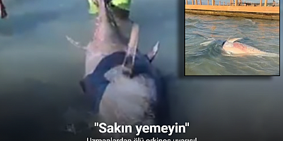 Uzmanlardan ölü orkinos uyarısı: 