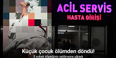 Van’da sokak köpeği dehşeti: 11 yaşındaki çocuk parçalanmaktan son anda kurtuldu