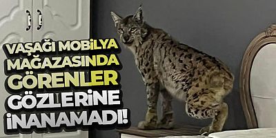 Vaşağı mobilya mağazasında görenler gözlerine inanamadı