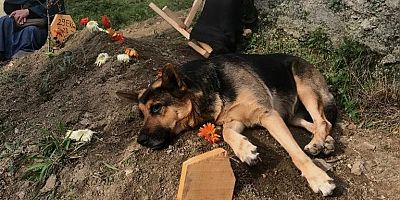 Vefalı köpek, ölen sahibinin mezarı başından bir an olsun ayrılmıyor