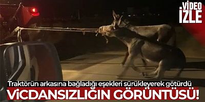 Vicdansız sürücü, traktörün arkasına bağladığı eşekleri sürükleyerek götürdü