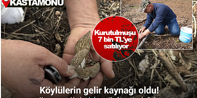 Yanan ormanlık alanda kuzugöbeği mantarı bolluğu: Köylülerin gelir kaynağı oldu