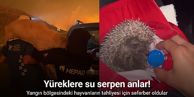 Yangın bölgesindeki hayvanların tahliyesi için seferber oldular