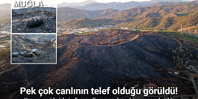Yangın, geride izleri yıllarca silinmeyecek acı bir manzara bıraktı
