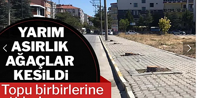 Yarım asırlık ağaçlar kesildi, topu birbirlerine attılar
