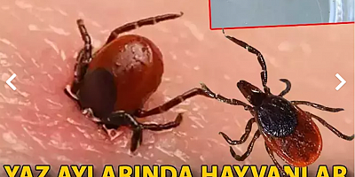 Yaz aylarında hayvanlar için ‘kene’ tehlikesi