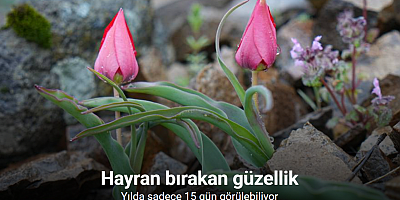 Yılda sadece 15 gün görülebilen dağ laleleri, görenleri hayran bırakıyor