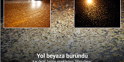 Yol beyaza büründü: Kar değil, birgün sineklerinin ‘ölüm dansı'