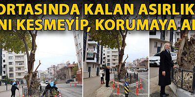 Yol ortasında kalan asırlık dut ağacını kesmeyip, korumaya aldılar
