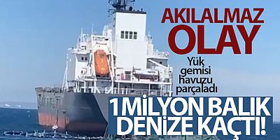 Yük gemisi balık havuzuna girdi, bir milyon balık denize kaçtı