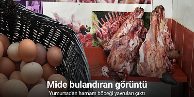 Yumurta paketinden hamam böceği yumurtaları çıktı, yapılan denetimden çıkanlar şoke etti