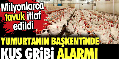 Yumurtanın başkentinde kuş gribi alarmı. Milyonlarca tavuk itlaf edildi