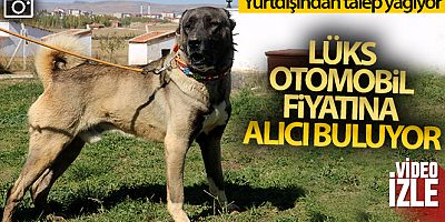 Yurtdışından talep yağıyor, lüks otomobil fiyatına alıcı buluyor