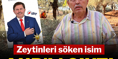 Zeytinleri söken isim AKP'li çıktı