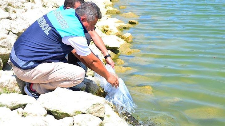Tam 210 bin adet! Hepsi göle bırakıldı