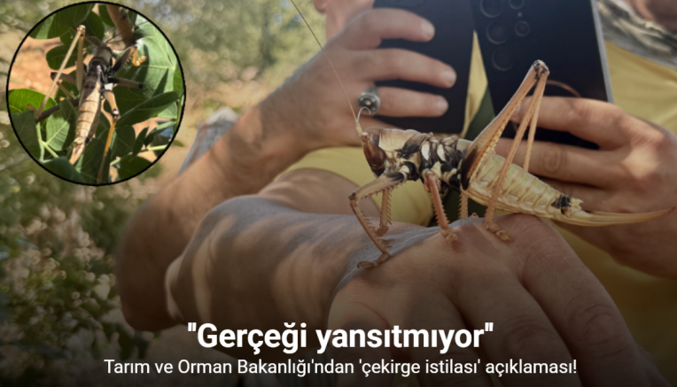 Tarım ve Orman Bakanlığı ’çekirge istilası’ iddialarının gerçeği yansıtmadığını duyurdu