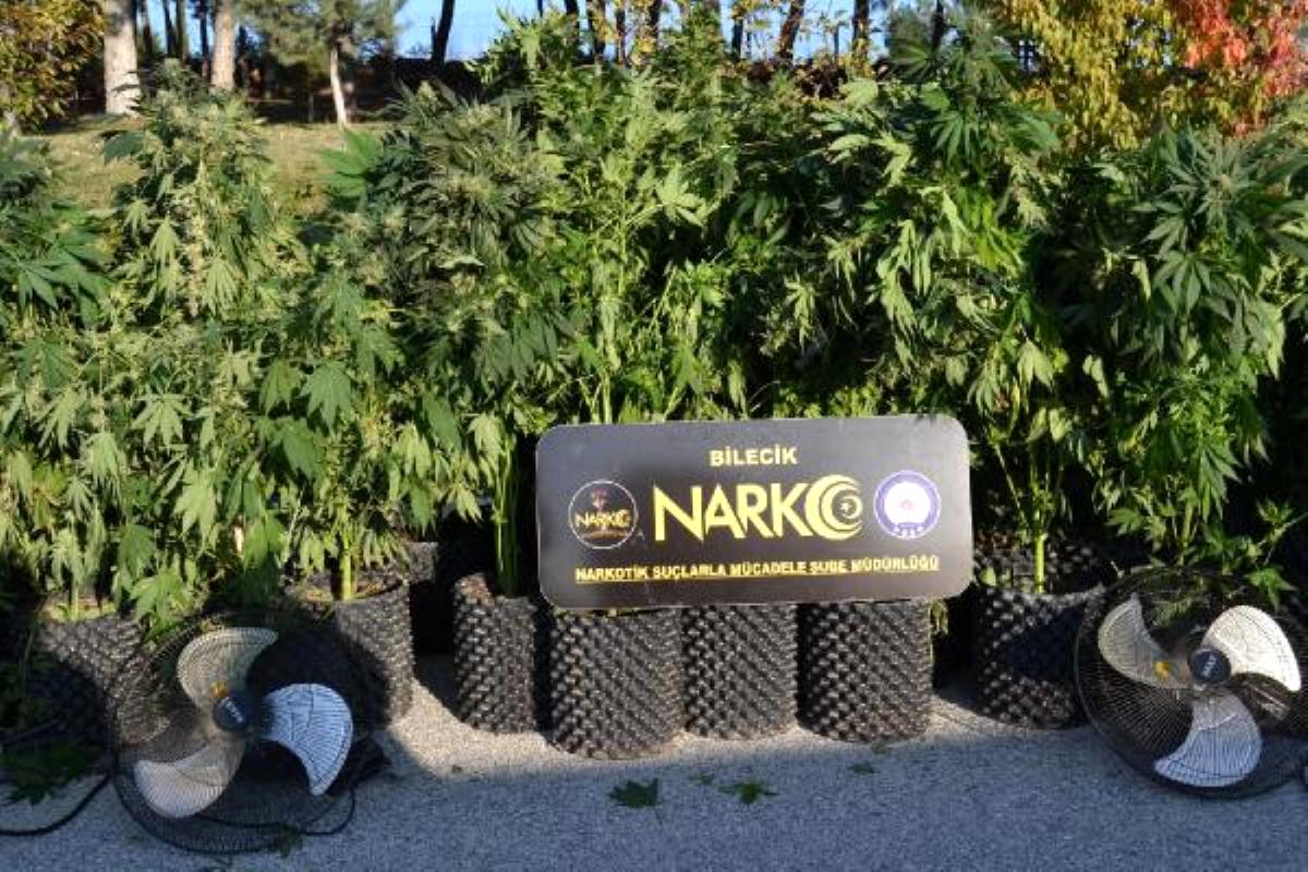 Tavuk çiftliğinde 115 kök skunk maddesi ele geçirildi