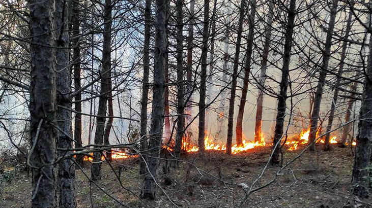 Tekirdağ'da orman yangını! 5 noktada çıktı