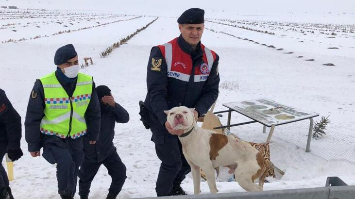 Terk edilen Pitbulla jandarma sahip çıktı