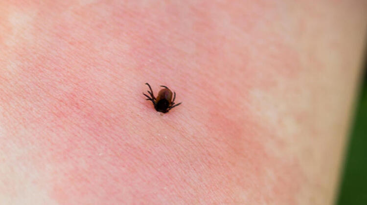 Tokat'ta kene can aldı!