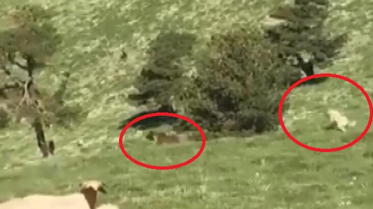 Tokat’ta yaşandı! Kangal köpeği, sürüye yaklaşan ayıyı kovaladı