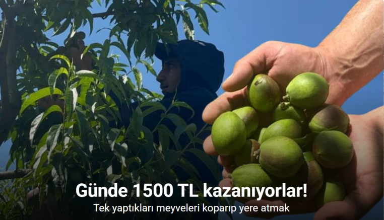Tonlarca meyveyi koparıp günde 1500 lira kazanıyorlar