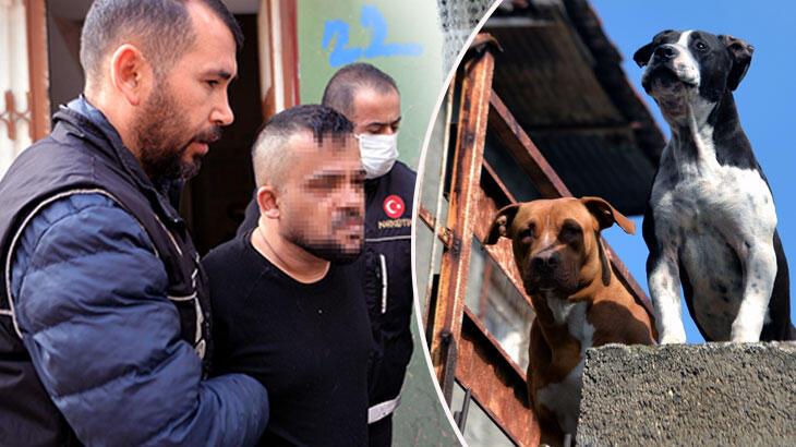 Torbacı, pitbull köpeklerle korunuyor