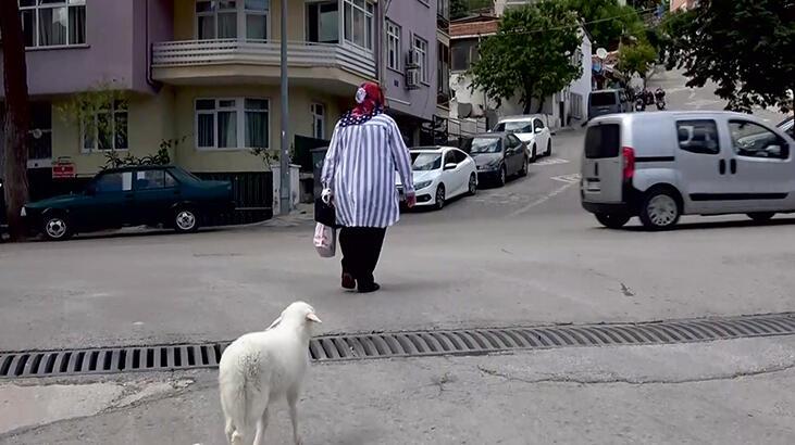 Torunu için aldığı kuzu peşinden ayrılmıyor