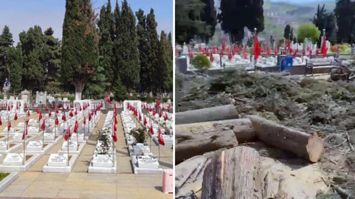 Trabzon Büyükşehir Belediyesi'nin mezarlıktaki selvi ağaçlarını kesmesi doğa severleri ayaklandırdı