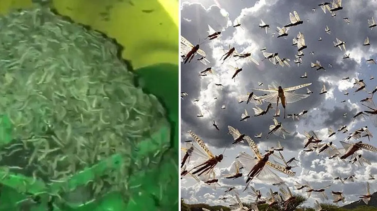 Trakya'dan tarlalara giriş yapıp her yeri istila eden çekirgeler ve tırtıllar, Marmara'ya doğru ilerliyor