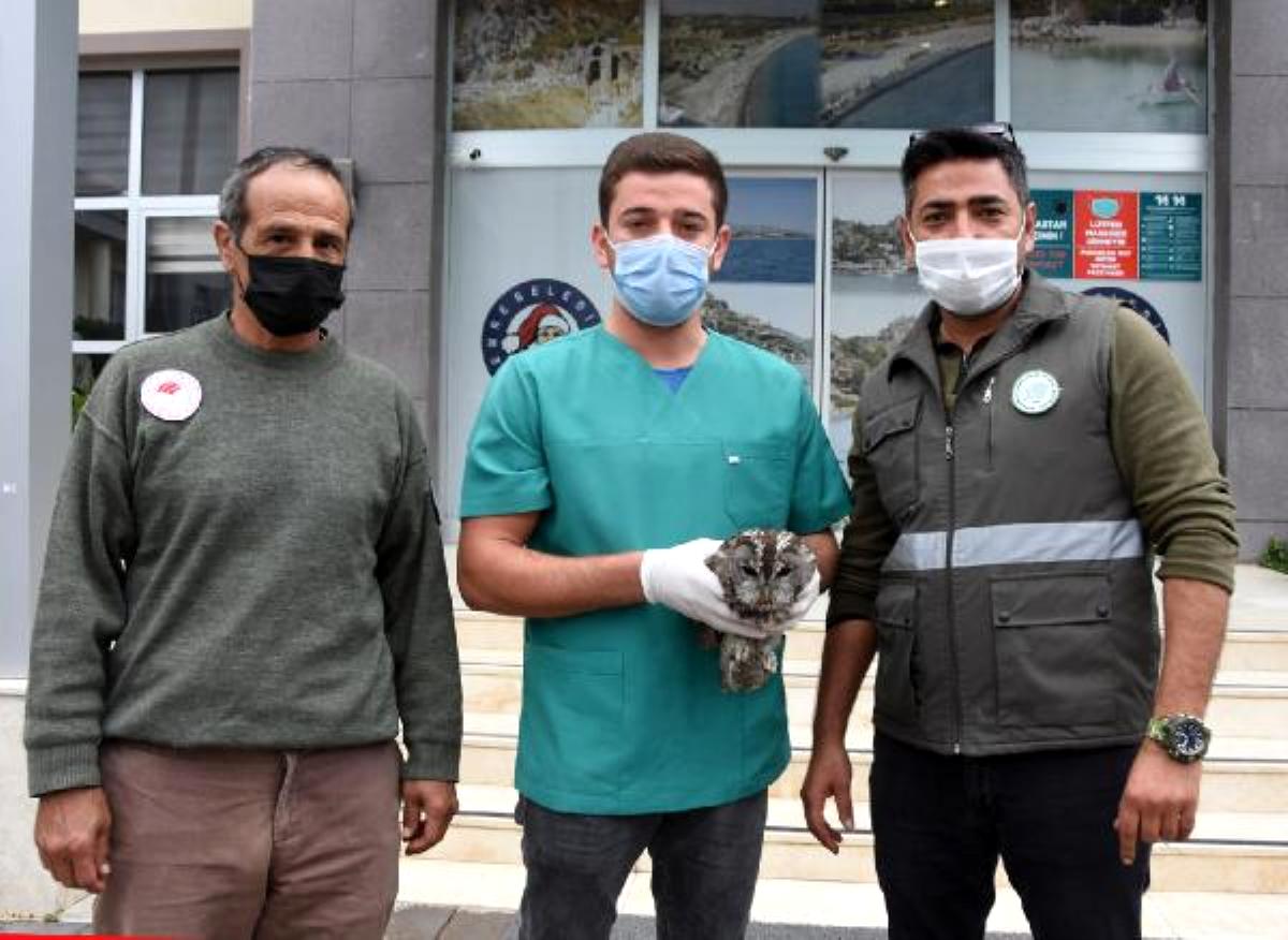 Tüfekle vurulan yaralı baykuş tedaviye alındı