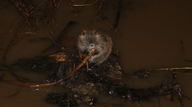Tunca Nehri'nde kırmızı ikaz! Su maymunları da geldi