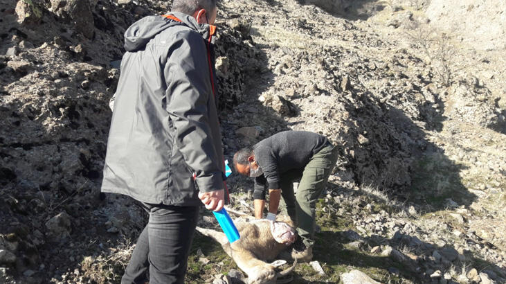 Tunceli'de 8 yaban keçisi telef olmuş halde bulundu