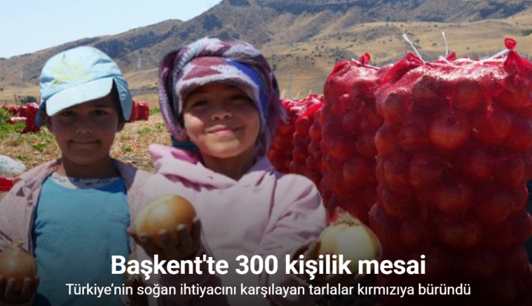 Türkiye’nin soğan ihtiyacını karşılayan tarlalar kırmızıya büründü: Başkent’te 300 kişilik mesai başladı