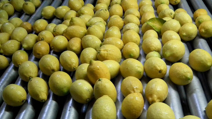 Turunçgil ihracatında yeni sezonun ilk 2 ayında yüzde 23,6 artış