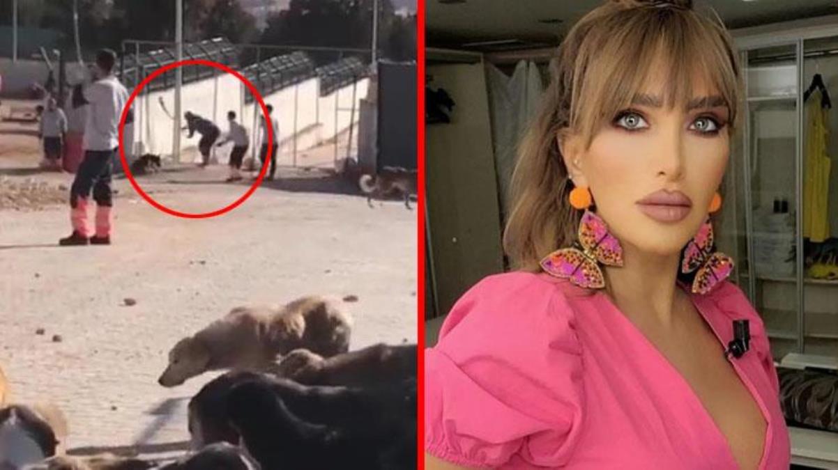 Ünlü isimler, kürekle köpeklere yapılan işkenceye öfke kustu! Seren Serengil, Cumhurbaşkanı Erdoğan'dan yardım istedi